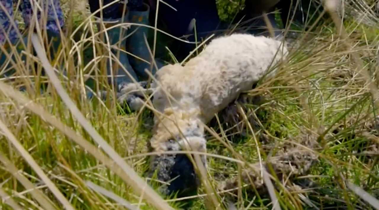 They said it was sad to find a dead lamb, but it needed water to drink