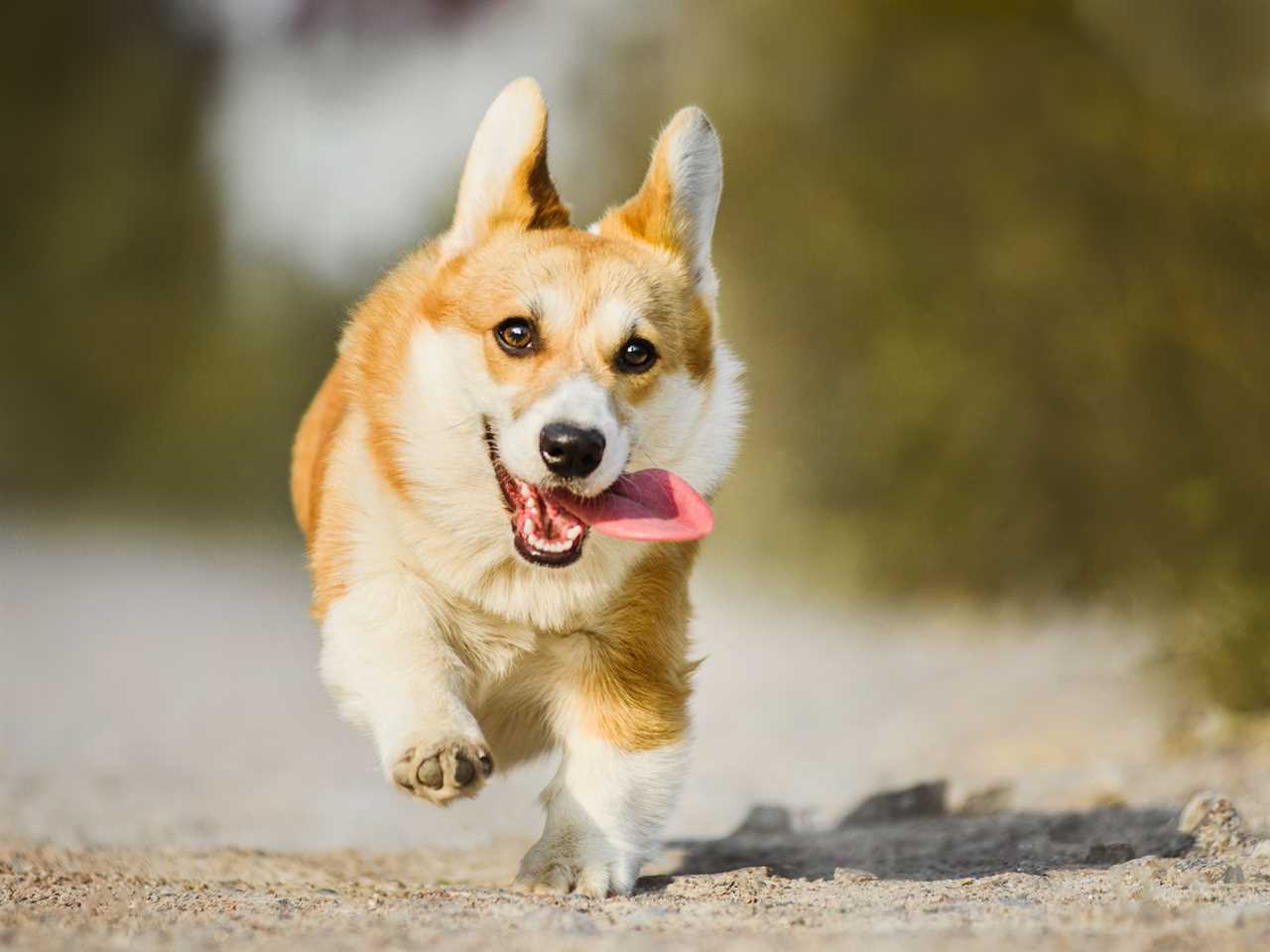 I’m a royal Chef & here’s what the Queen’s corgis eat – it takes an entire team & their menus are prepped in advance