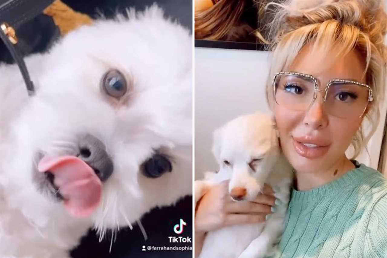 Teen Mom fans ‘cringe’ as Farrah Abraham tries to train puppy to ‘potty in toilet’ before abandoning pooch in old clip