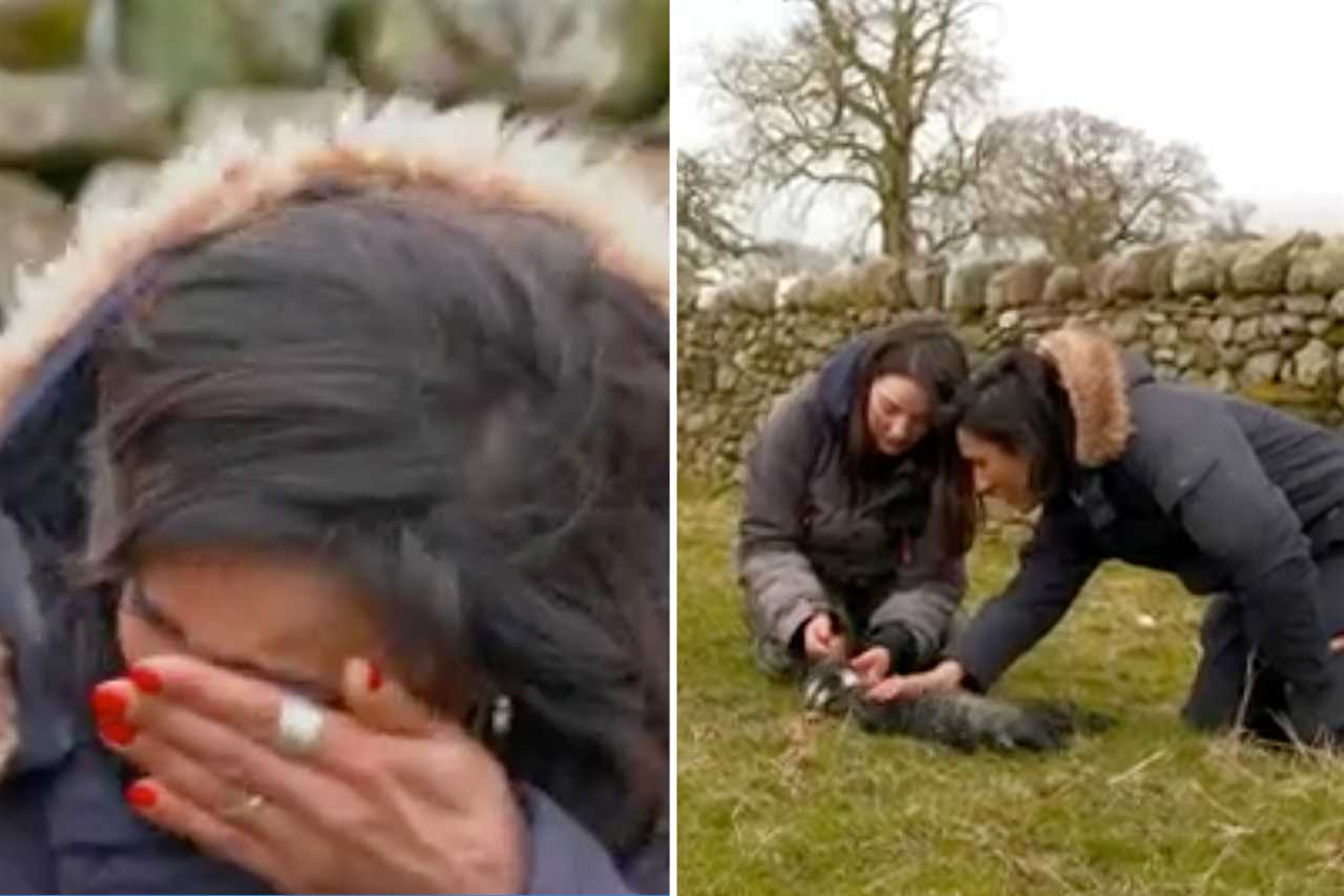 Horrified Countryfile viewers slam Adam Henson’s graphic lambing scenes