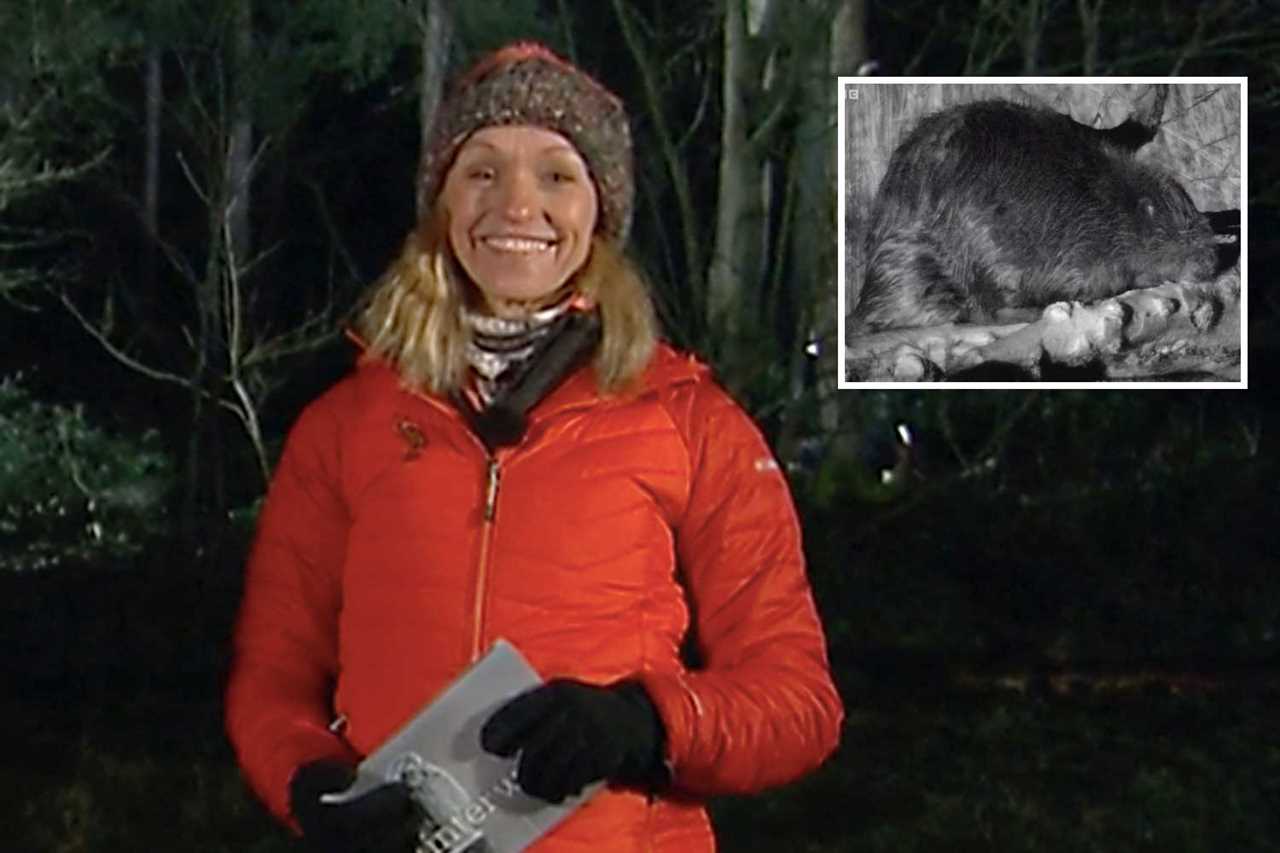 If I’d started presenting now trolls would have shaken me to the core, admits Springwatch’s Michaela Strachan