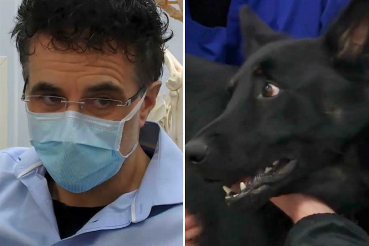 The Supervet viewers left ‘bawling’ as injured service dog screeches in agony