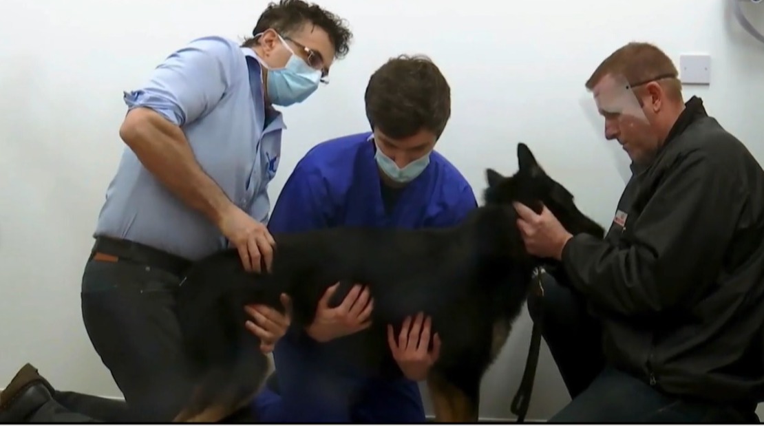 The Supervet viewers left ‘bawling’ as injured service dog screeches in agony