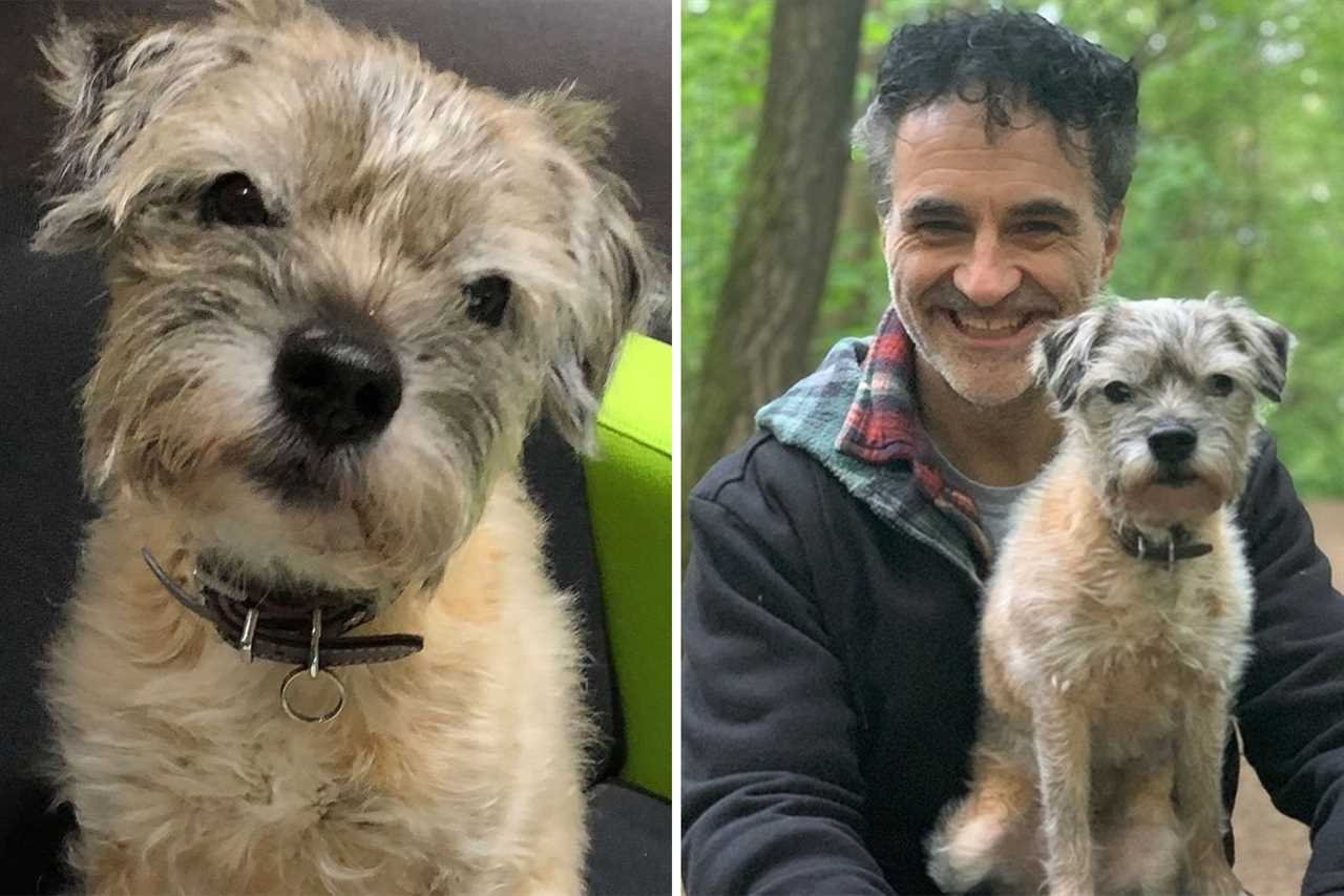 The Supervet viewers left ‘bawling’ as injured service dog screeches in agony