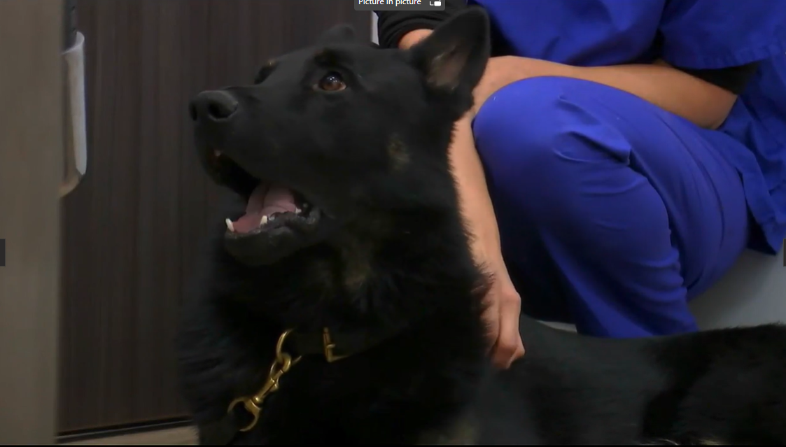 The Supervet viewers left ‘bawling’ as injured service dog screeches in agony