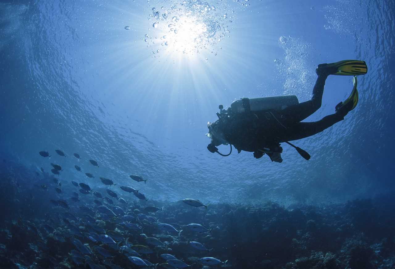 Inside £7k-a-term Lambrook school where Prince George, Louis and Charlotte will learn scuba diving and judo