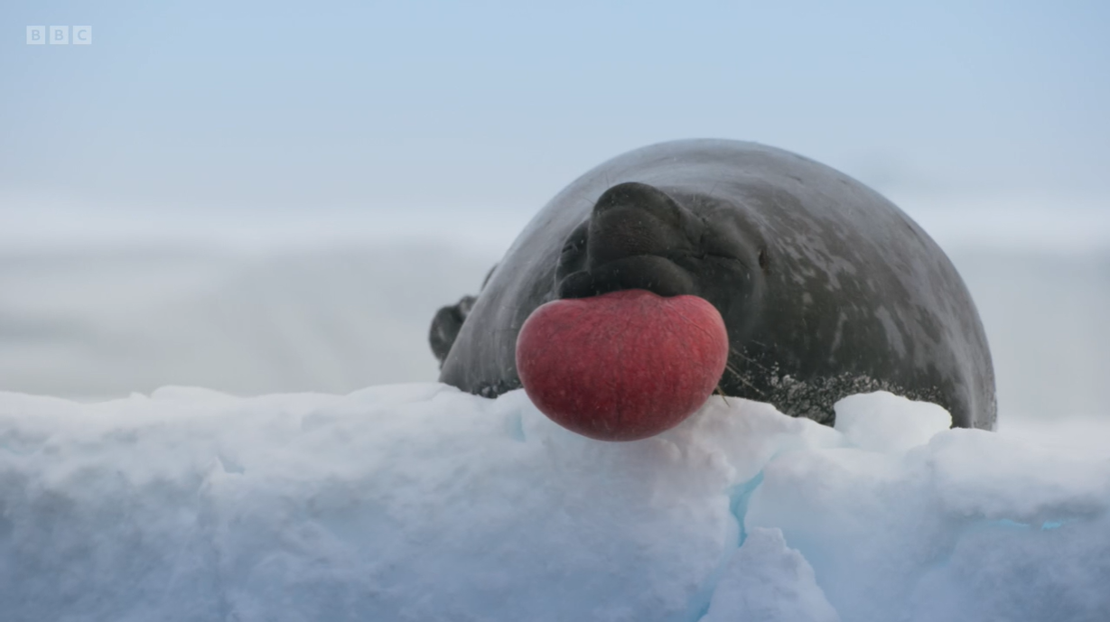 Frozen Planet 2 viewers left blushing by VERY strange seal seduction scenes – and can’t resist filthy jokes