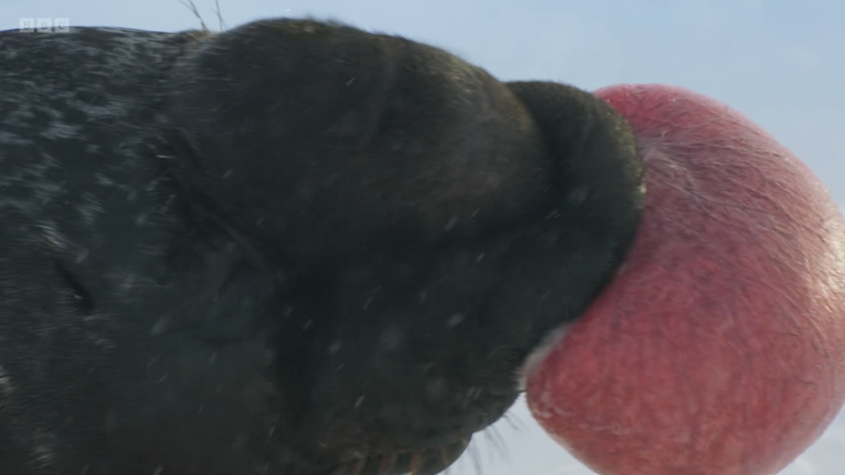 Frozen Planet 2 viewers left blushing by VERY strange seal seduction scenes – and can’t resist filthy jokes