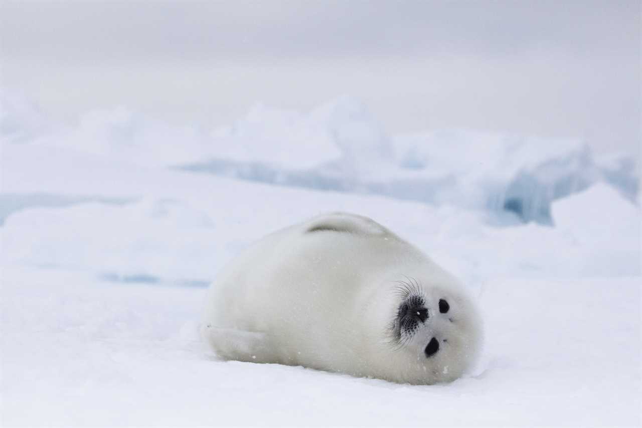 Frozen Planet 2 viewers left blushing by VERY strange seal seduction scenes – and can’t resist filthy jokes