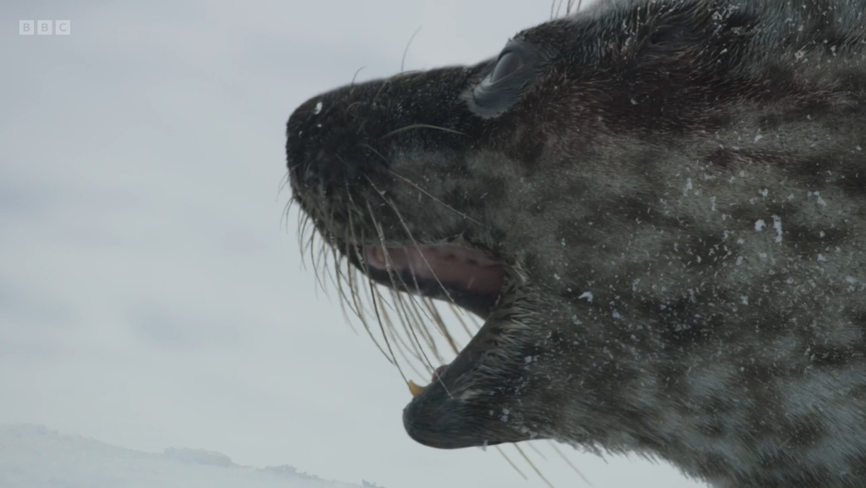 Frozen Planet 2 viewers left blushing by VERY strange seal seduction scenes – and can’t resist filthy jokes