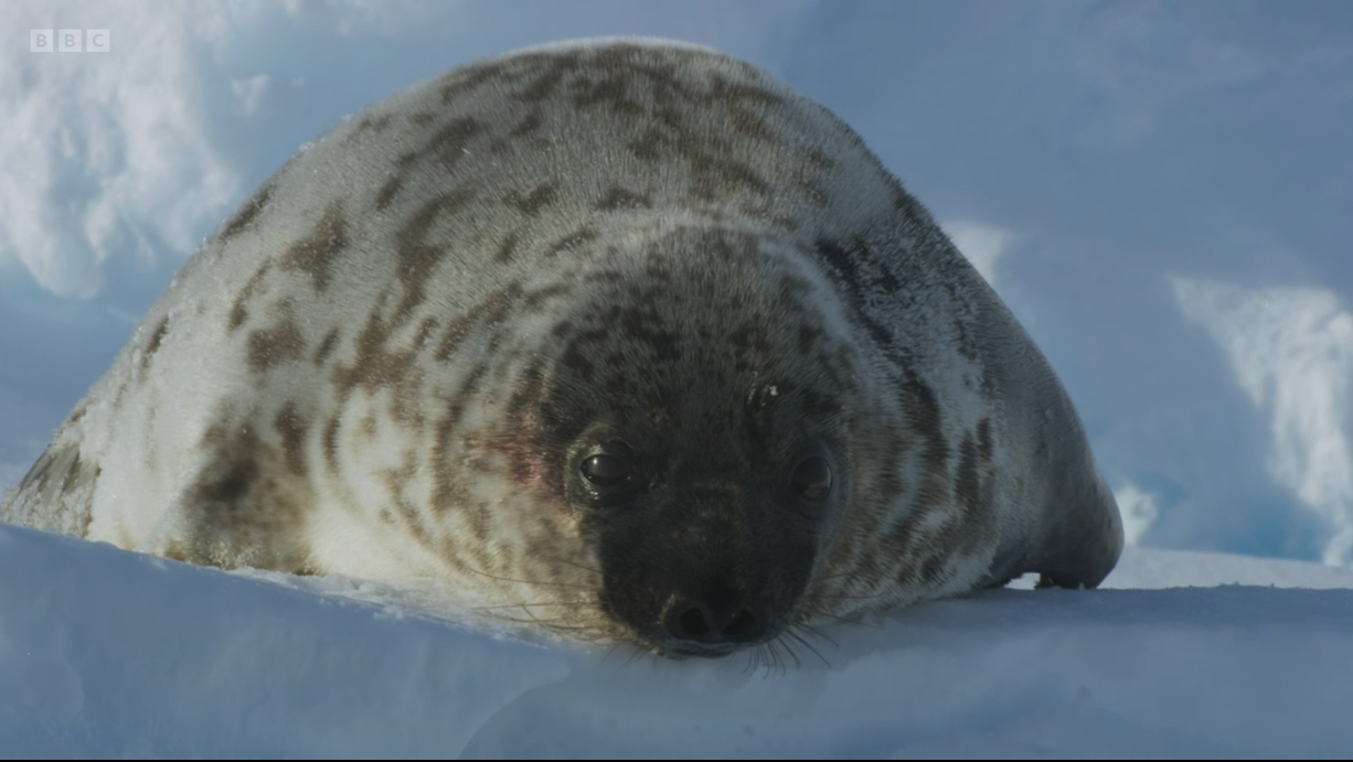 Frozen Planet 2 viewers left blushing by VERY strange seal seduction scenes – and can’t resist filthy jokes