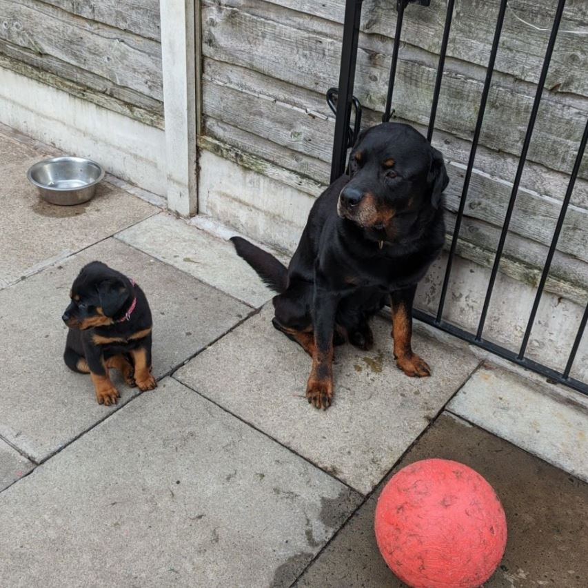 Gogglebox fans left obsessing over Malone’s new family member as they make debut on the show