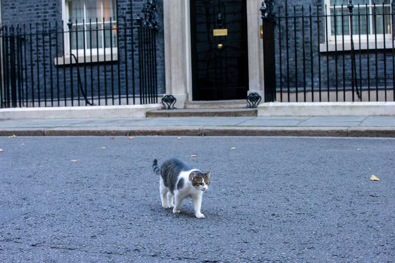 BBC Breakfast’s Naga Munchetty awkwardly ‘snubbed’ by Larry the cat