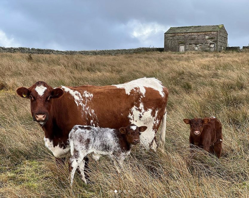 Our Yorkshire Farm fans stunned as Amanda Owen welcomes ‘unexpected’ new arrivals to Ravenseat