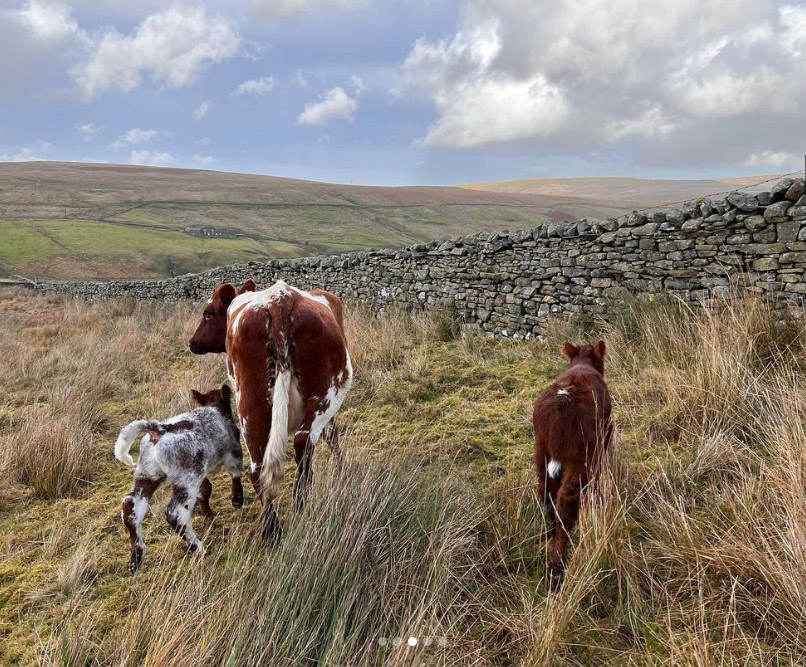 Our Yorkshire Farm fans stunned as Amanda Owen welcomes ‘unexpected’ new arrivals to Ravenseat