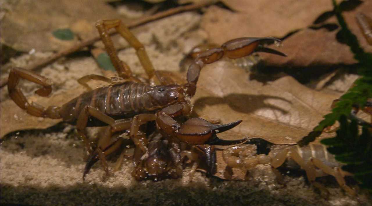 Matt Hancock rushed to see medic after being bitten by venomous scorpion on I’m A Celebrity