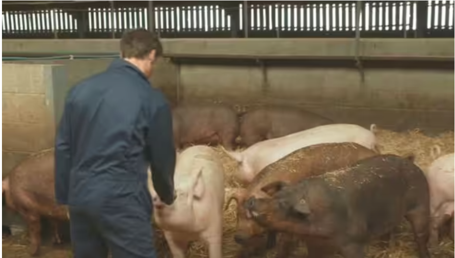 Countryfile viewers rage ‘shame on the BBC!’ and switch off after ‘disgusting’ pig farming report