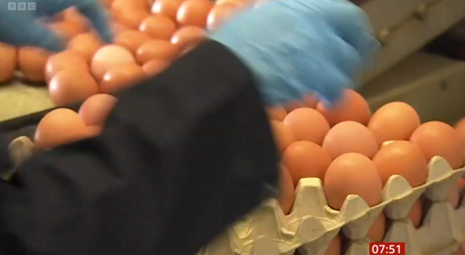 BBC Breakfast viewers demand bosses ‘be responsible’ as they rage over egg shortage report