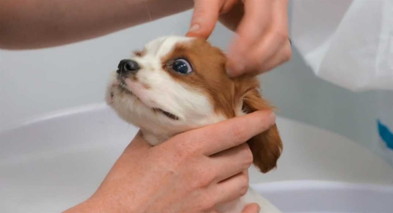 Paul O’Grady For The Love of Dogs viewers in tears during emotional episode featuring Queen Consort Camilla