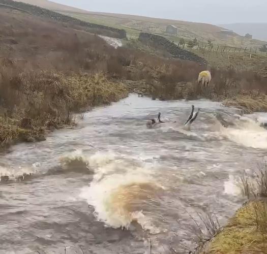 Amanda Owen reassures fans after horror vid of animals being swept away in ‘horrendous’ flood