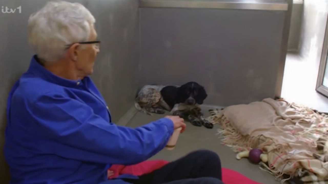 Paul O’Grady fans breaks down in tears as they learn of tragic story behind dog with ‘the saddest face’