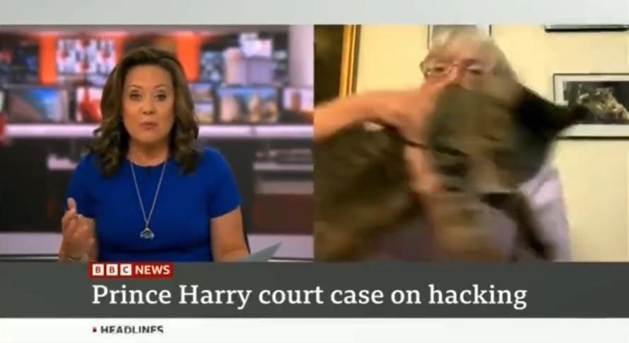 BBC News viewers open-mouthed as guest wrestles with cat in chaotic live interview