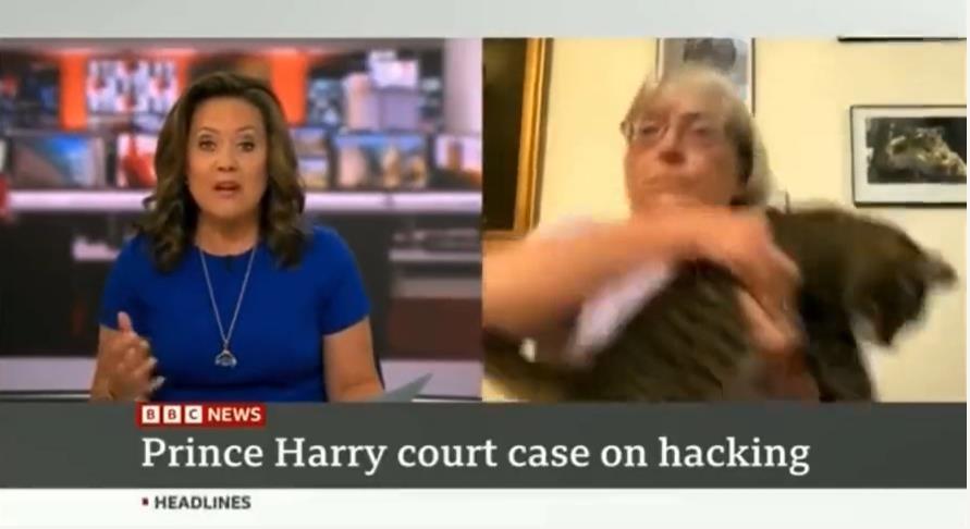 BBC News viewers open-mouthed as guest wrestles with cat in chaotic live interview