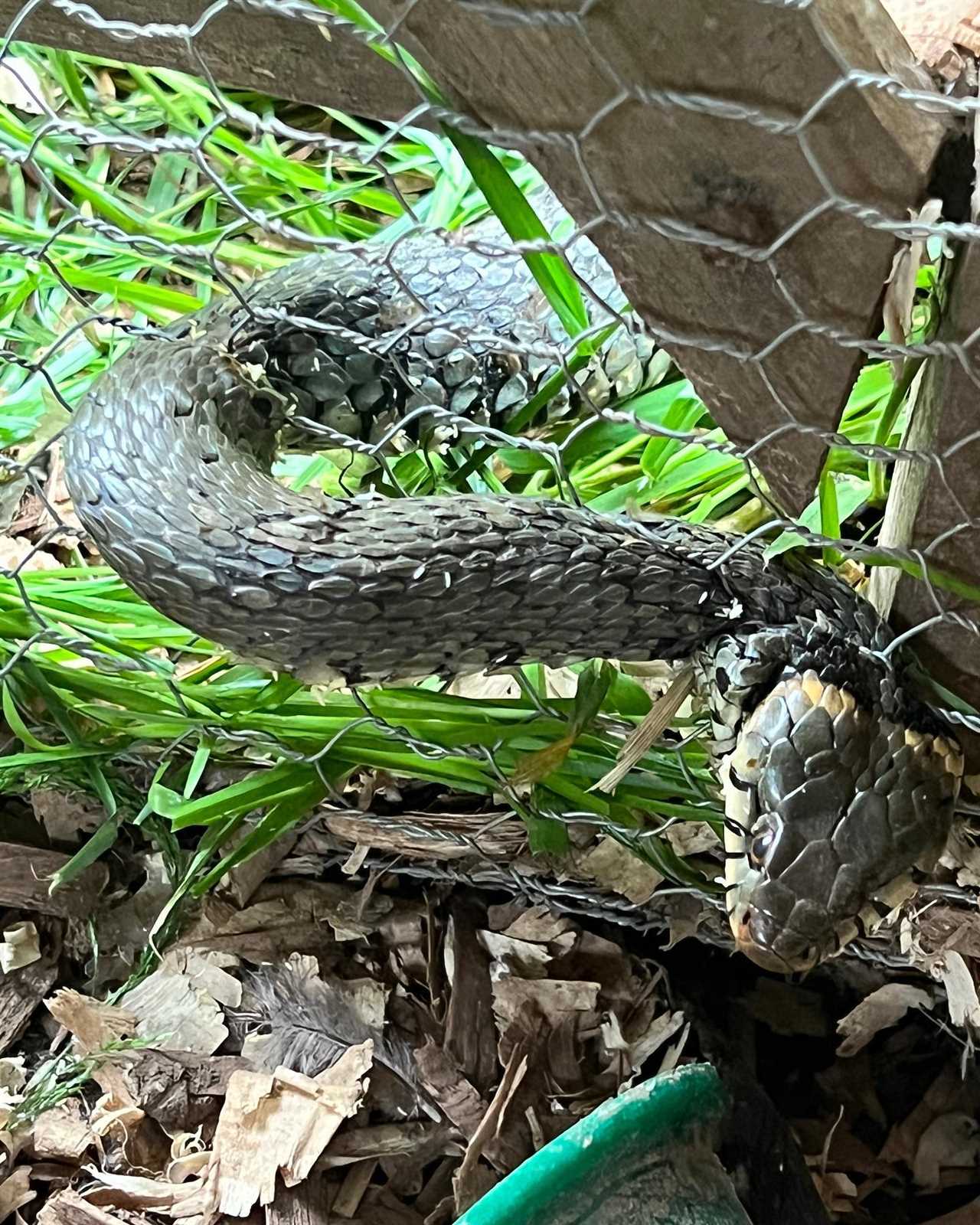 Gardeners’ World star Monty Don leaves fans terrified as he grapples with snake preying on his chickens