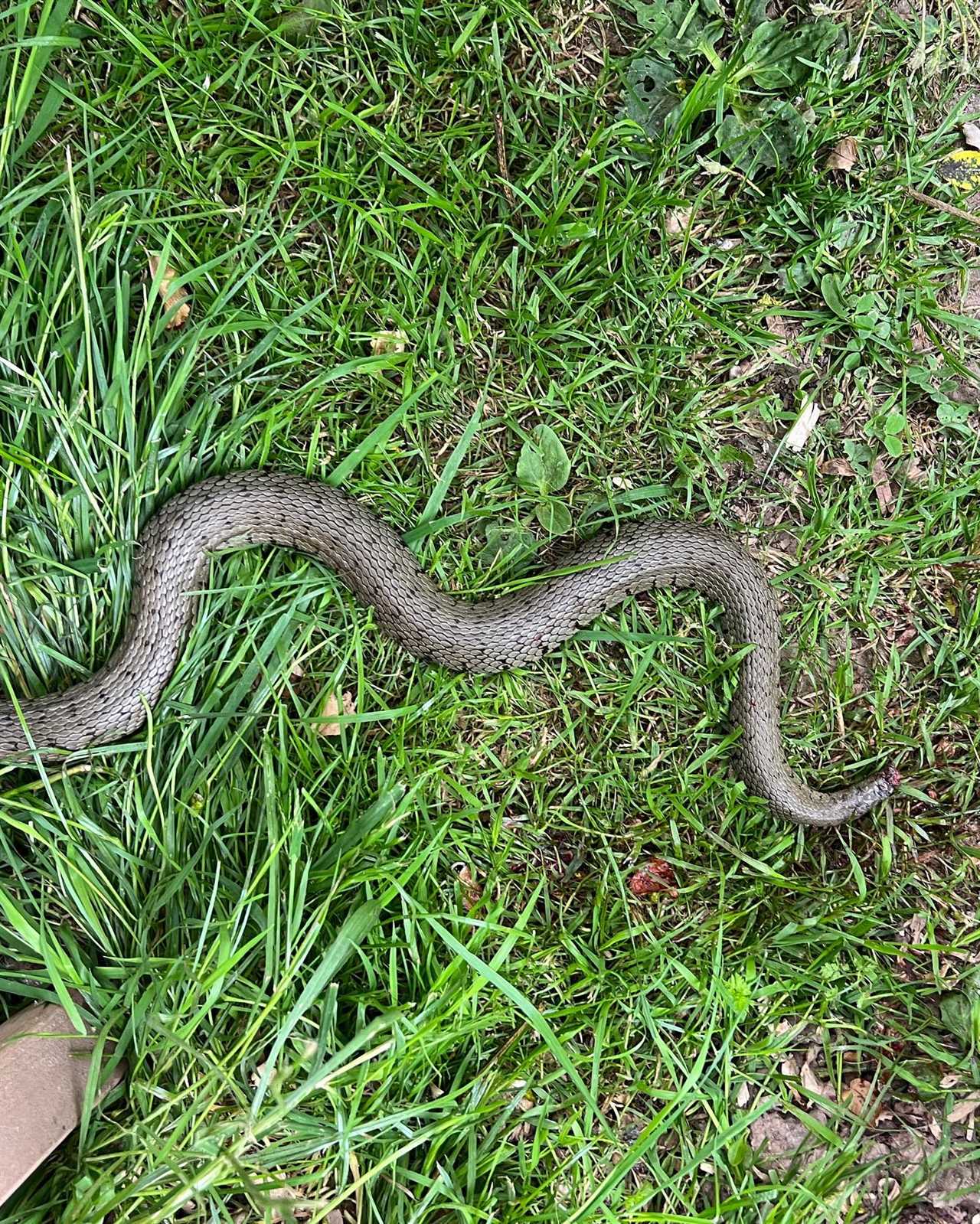 Gardeners’ World star Monty Don leaves fans terrified as he grapples with snake preying on his chickens