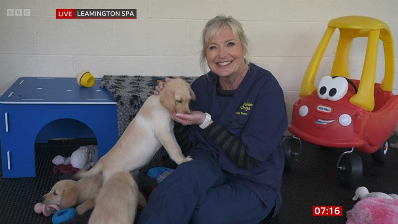 BBC Breakfast fans in stitches as Carol Kirkwood chewed by puppies in chaotic live report