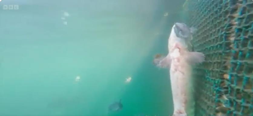 Countryfile Fans Horrified by Shocking Scenes of Animal Abuse in Salmon Farming