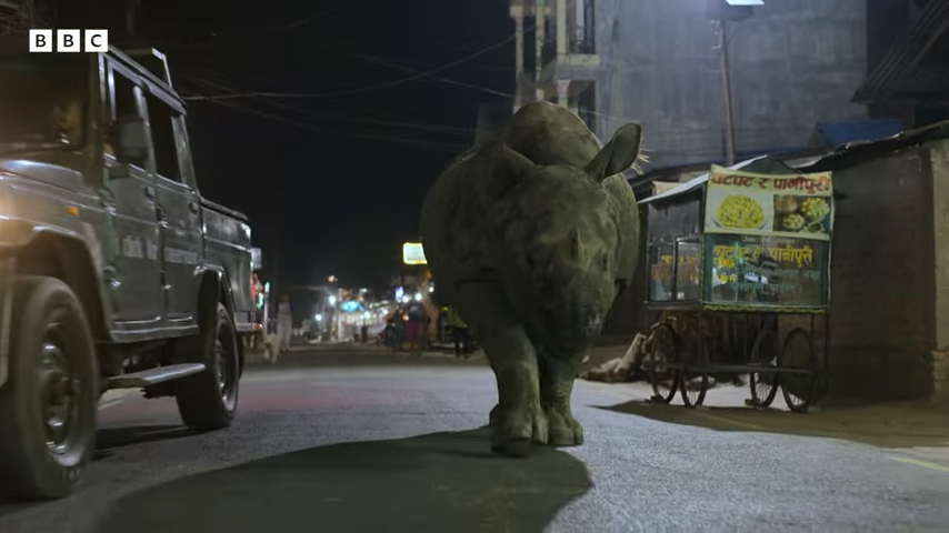 Planet Earth III Trailer Teases Jaw-Dropping Moment with Rhino Stalking City Streets