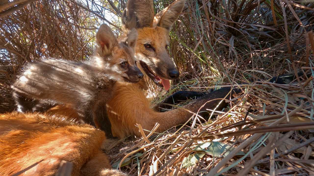 Heartbreaking Loss: Wolf and Pups Drown in Farm Expansion After BBC Documentary