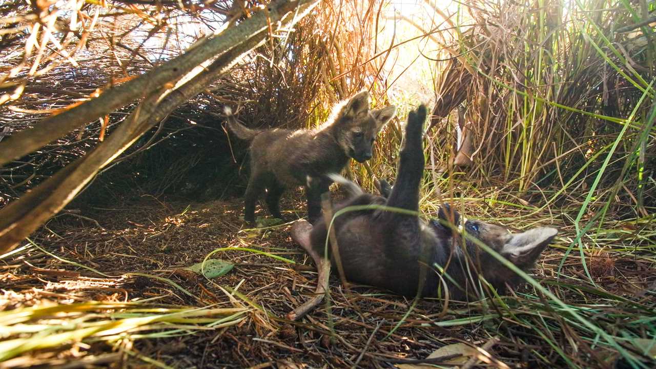 Heartbreaking Loss: Wolf and Pups Drown in Farm Expansion After BBC Documentary