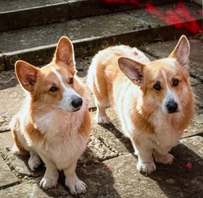 Queen’s Corgis Reportedly Mauled Meghan Markle's 'Bizarre' Christmas Gift