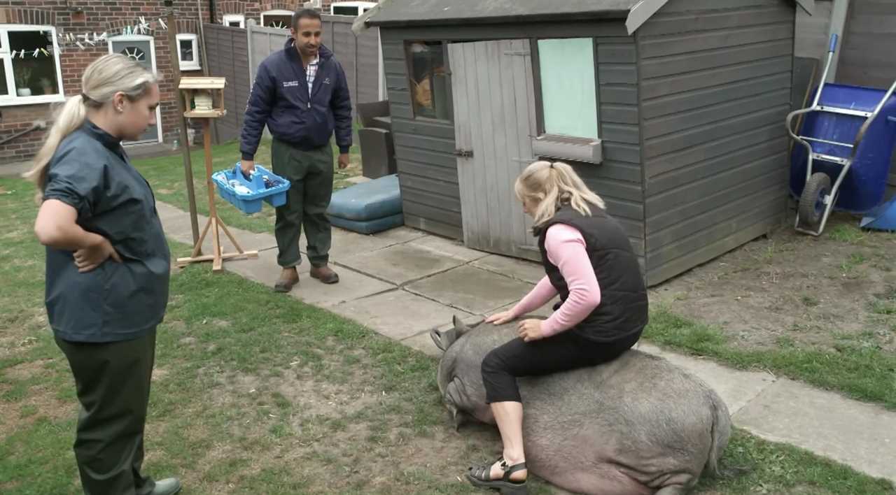 The Yorkshire Vet: Fans Shocked as Women Straddle Pig 'As Big As a Tank'
