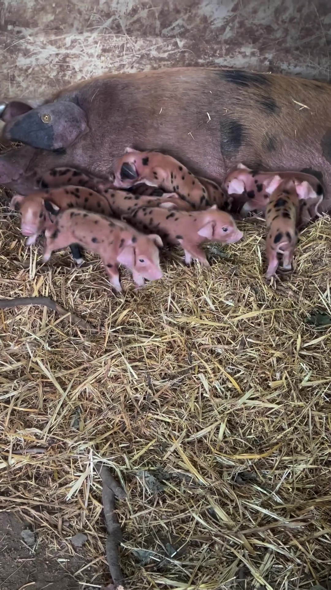 Jeremy Clarkson shares heartwarming update about Diddly Squat farm