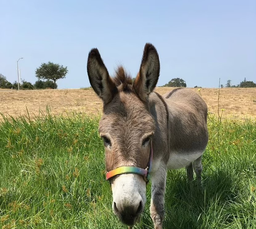 Real-life donkey that inspired Shrek's character dies aged 30