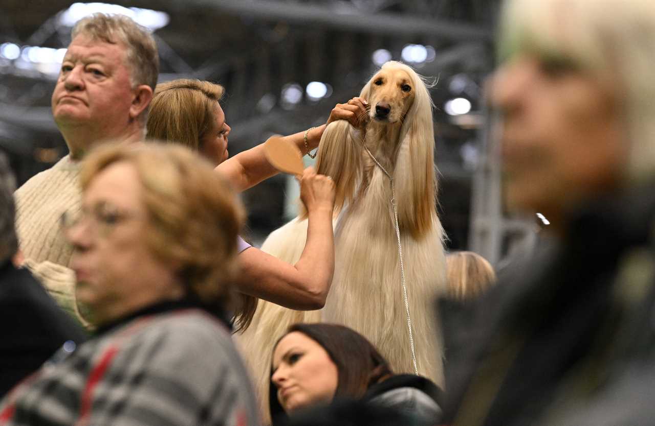 Who won Crufts 2024?