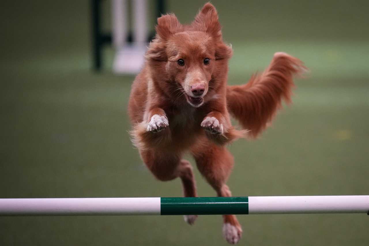 Who won Crufts 2024?