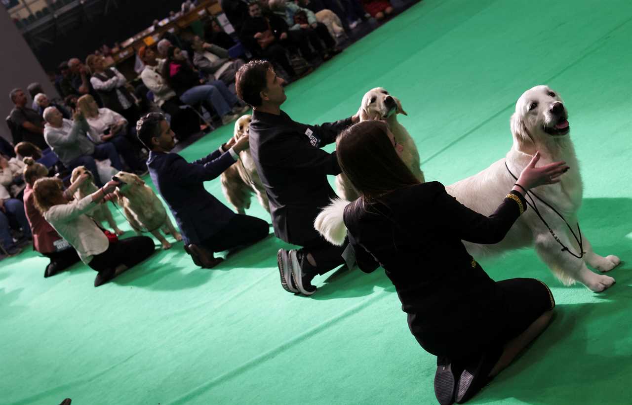 Crufts Introduces Major Rule Change for French Bulldogs, Bulldogs, and Pugs