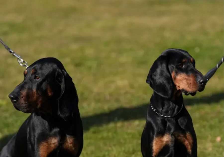 The Return of Crufts: The World's Most Famous Dog Show