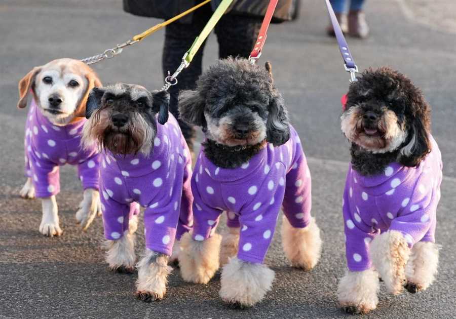 Crufts 2025: Youngest Dog-Handler Wins Big