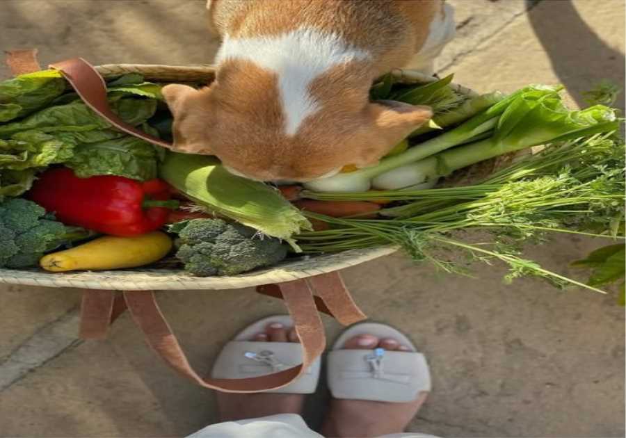 Examining Meghan Markle's Home-Grown Produce: Seasonal Realities and Social Media Scrutiny