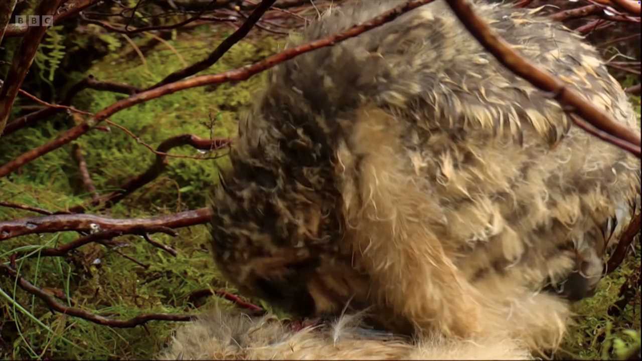 Springwatch Criticism Sparks Debate on Ethical Wildlife Programming