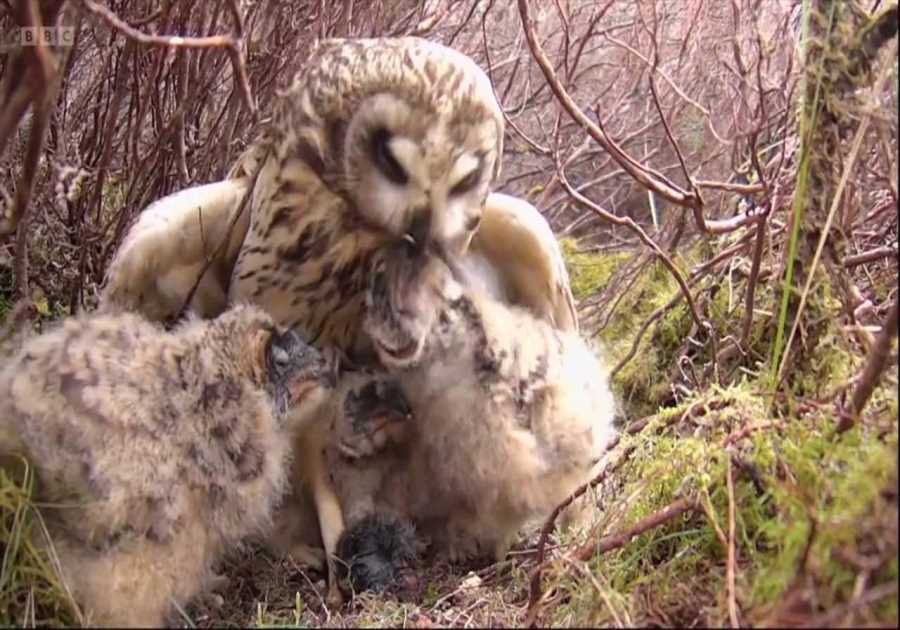 Springwatch Criticism Sparks Debate on Ethical Wildlife Programming