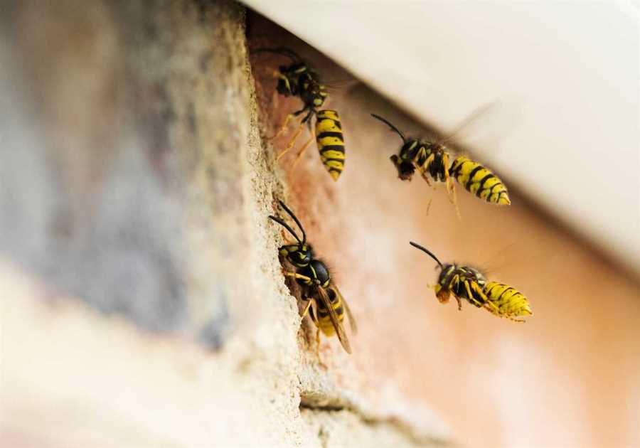 Exploring Eco-Friendly Strategies: Keeping Wasps at Bay with a 5p Trick